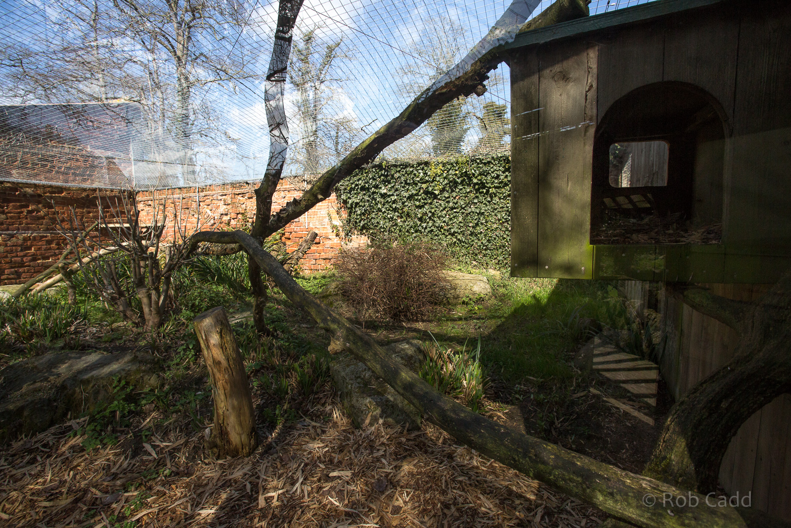 Owstons banded palm civet (exhibit) : Thrigby Hall : 25 Mar 2016