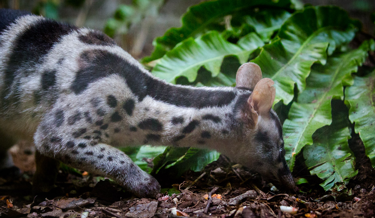Owston's banded palm civet : Shaldon : 21 Oct 2016