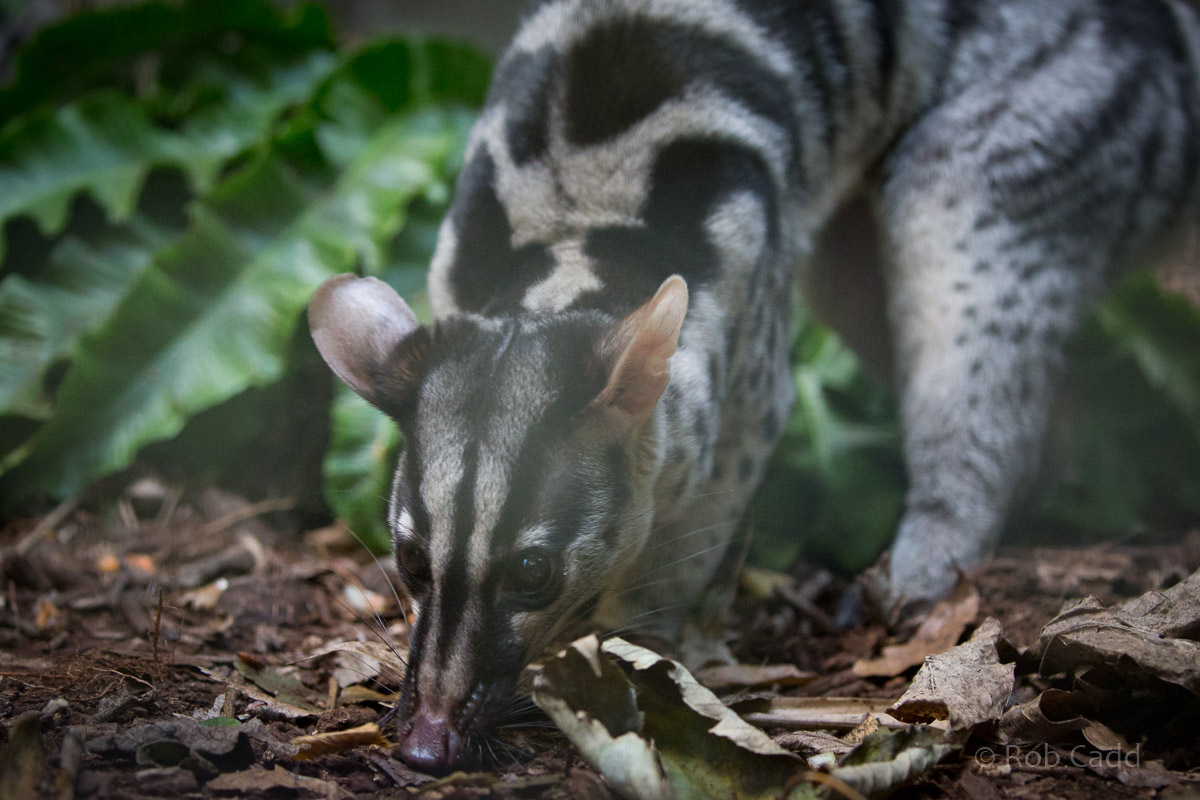 Owston's banded palm civet : Shaldon : 21 Oct 2016