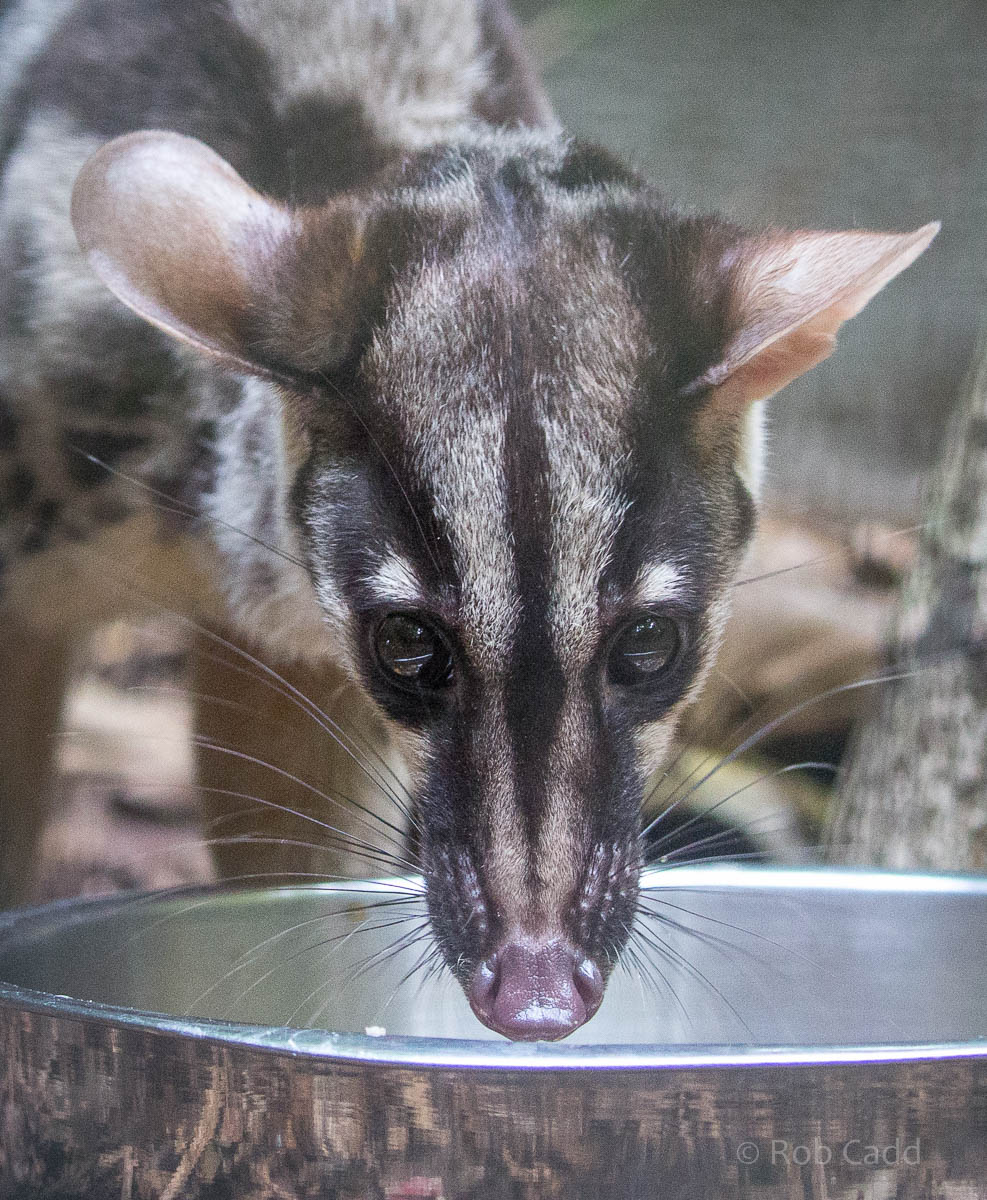 Owstons banded palm civet : Shaldon : 24 Sep 2015