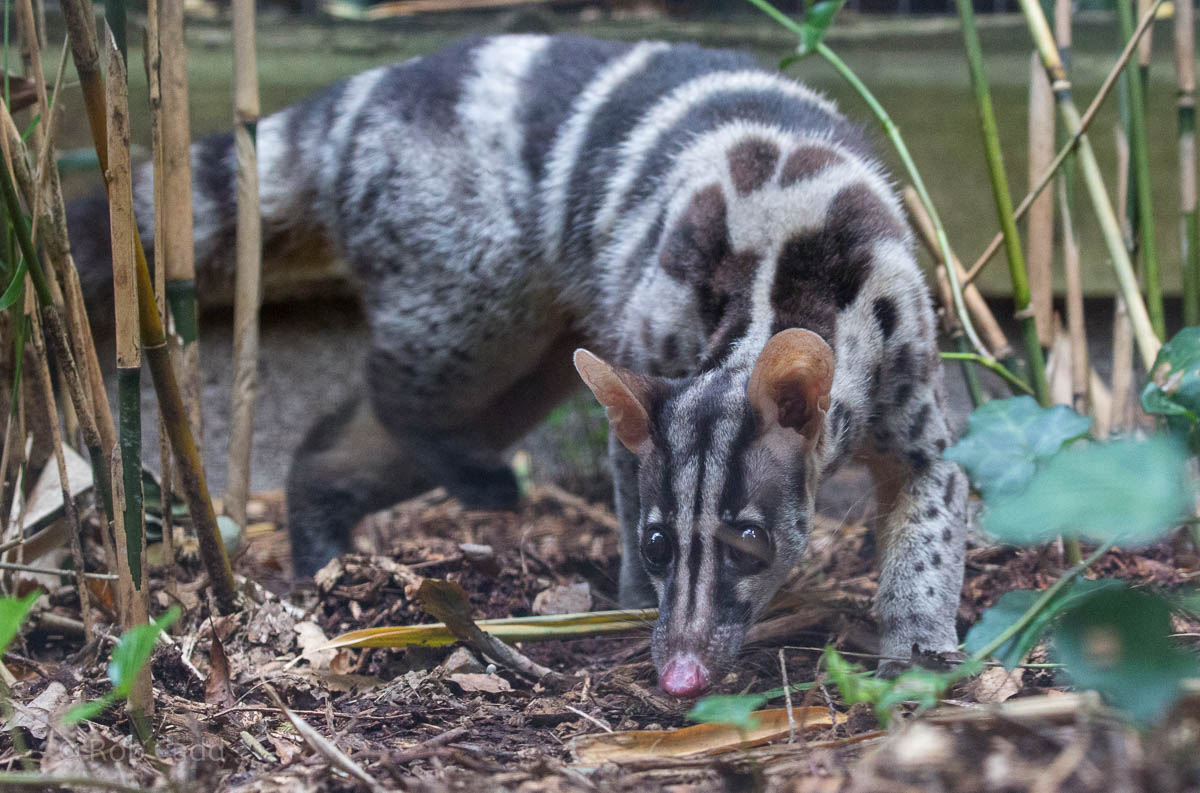 Owstons banded palm civet : Shaldon : 24 Sep 2015