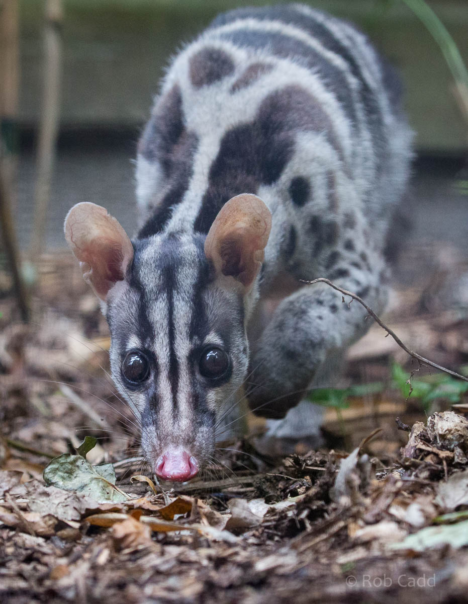 Owstons banded palm civet : Shaldon : 24 Sep 2015