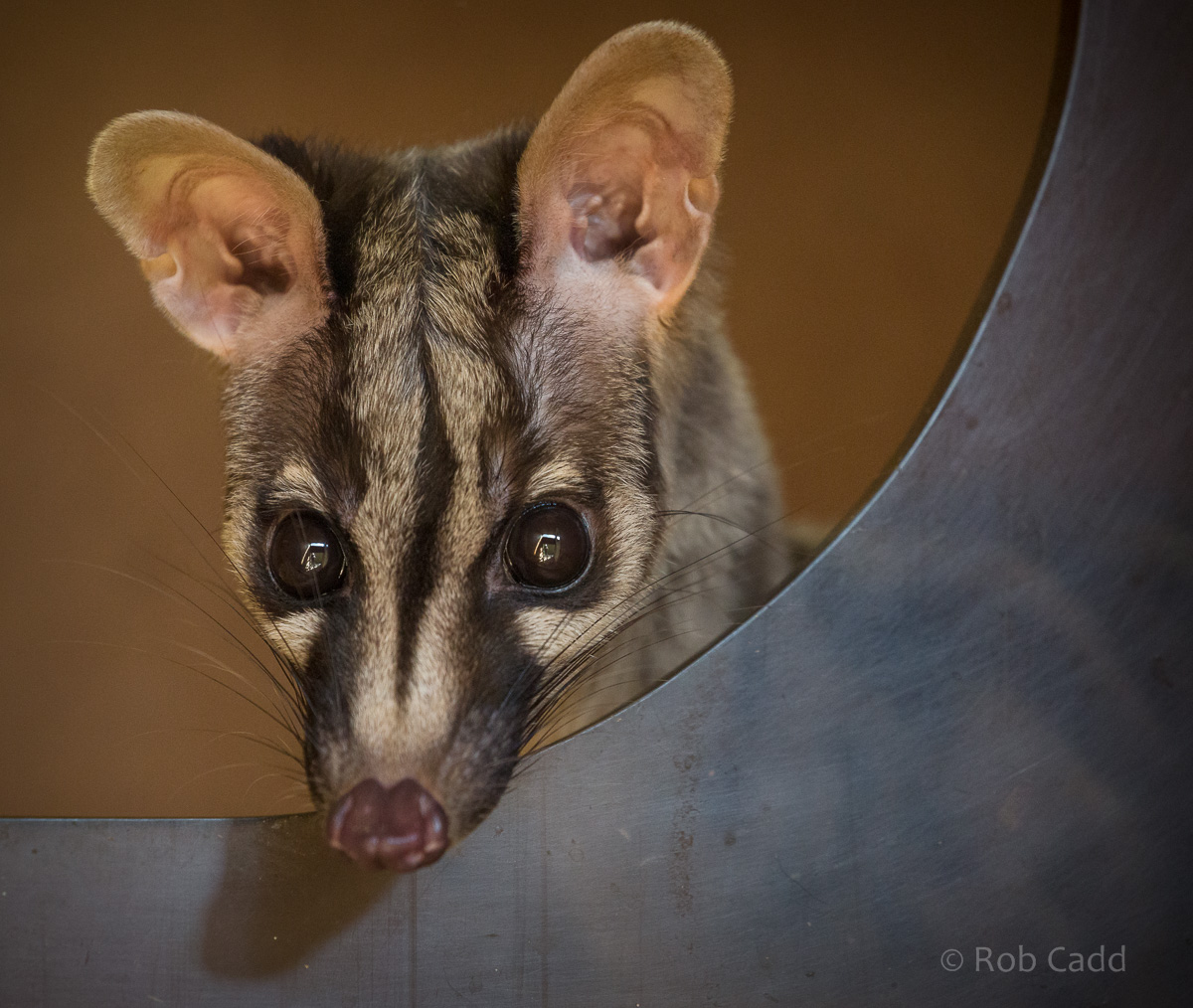 Owstons banded palm civet : Thrigby Hall : 25 Mar 2016