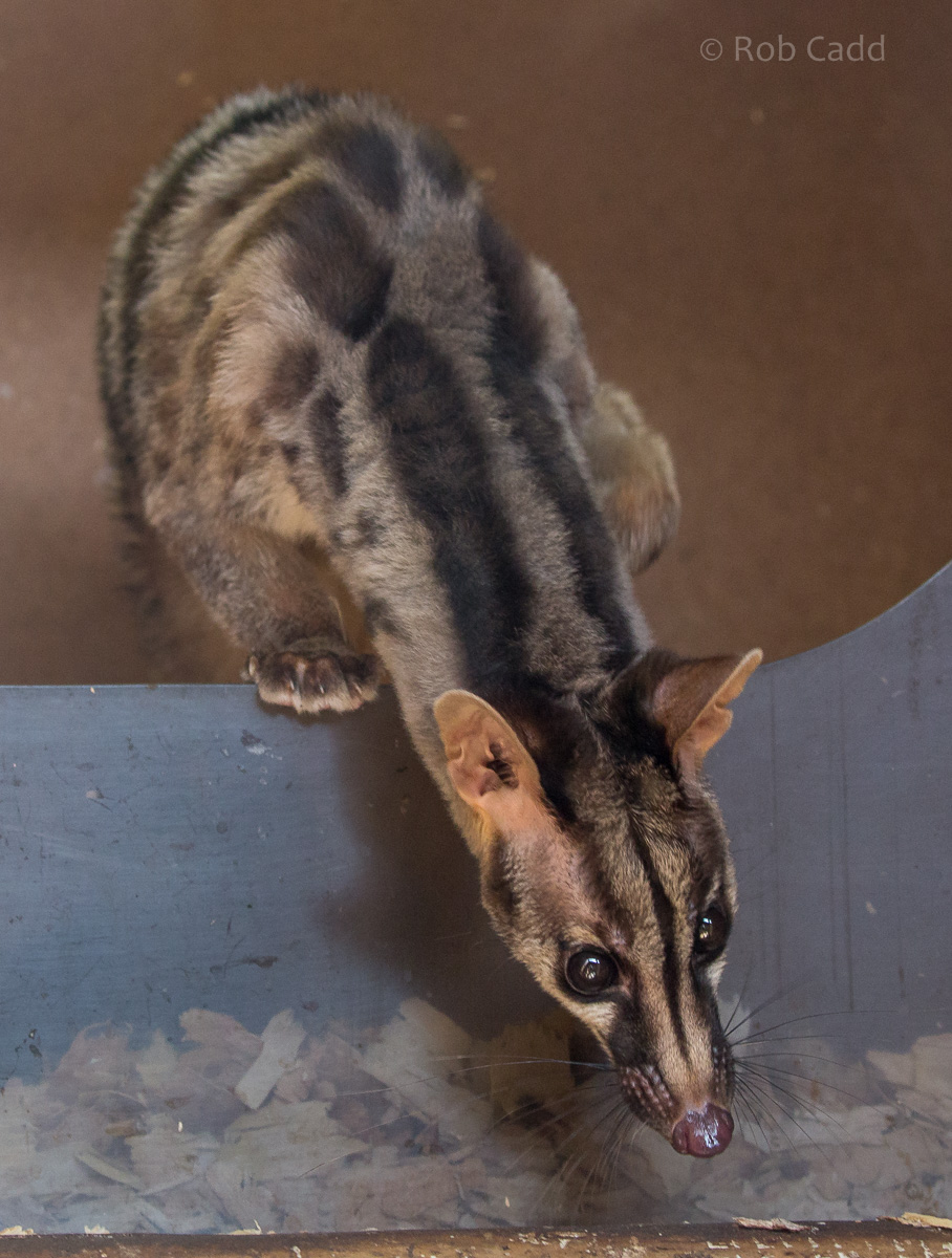Owstons banded palm civet : Thrigby Hall : 25 Mar 2016