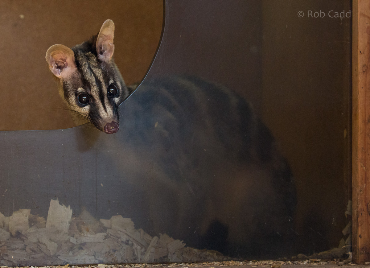 Owstons banded palm civet : Thrigby Hall : 25 Mar 2016