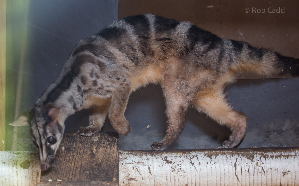 Owstons banded palm civet : Thrigby Hall : 25 Mar 2016