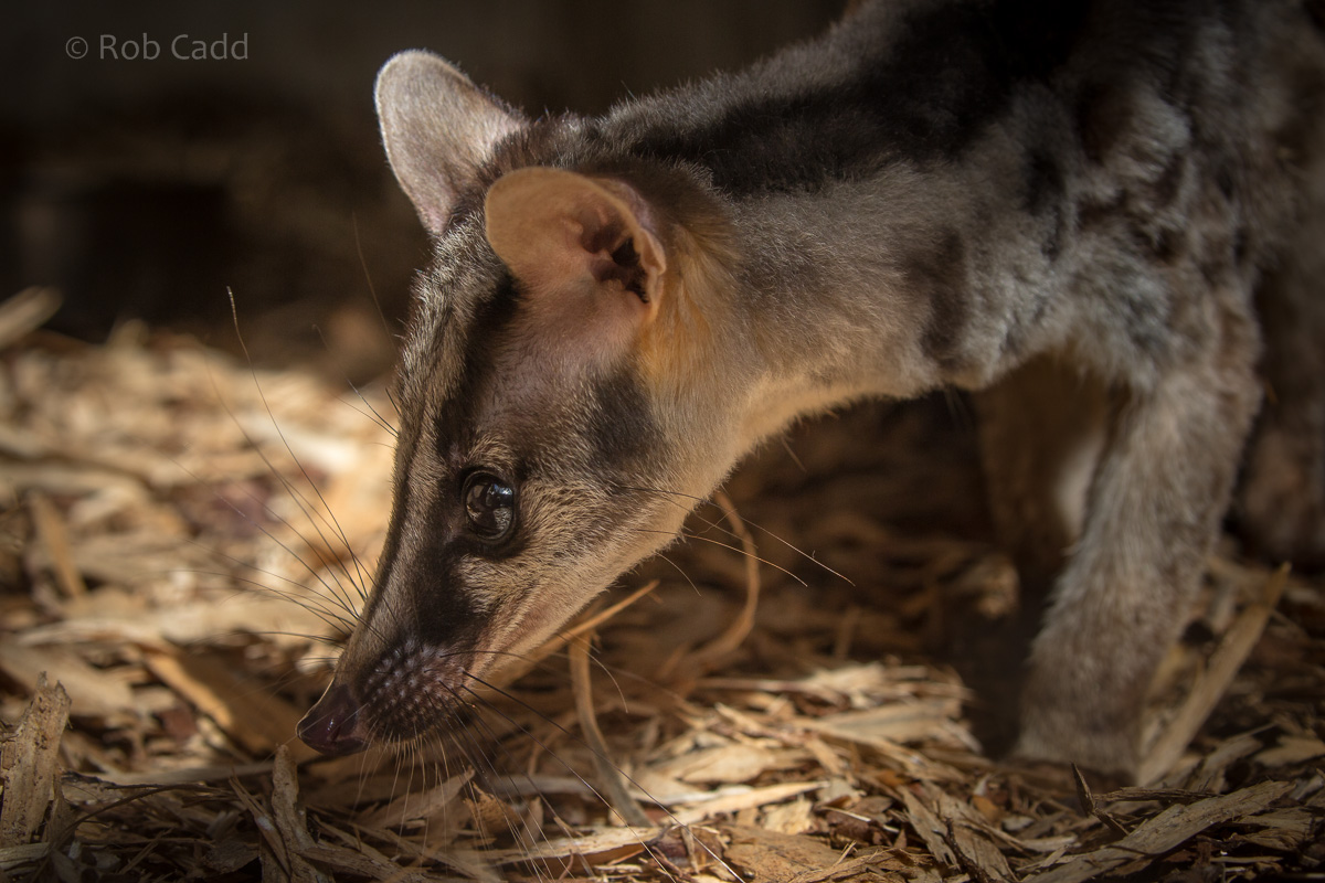 Owstons banded palm civet : Thrigby Hall : 25 Mar 2016
