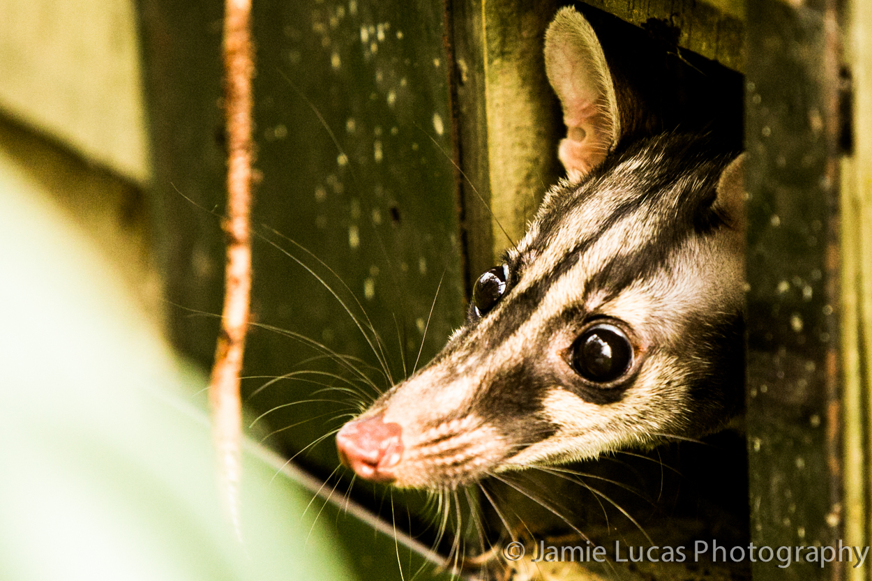 Owston's banded palm civet