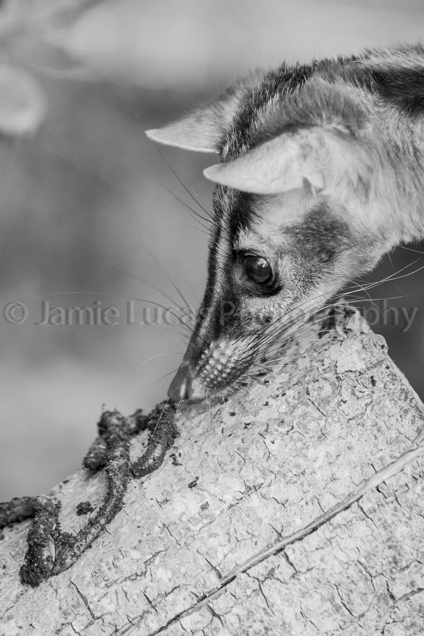 Owston's banded palm civet