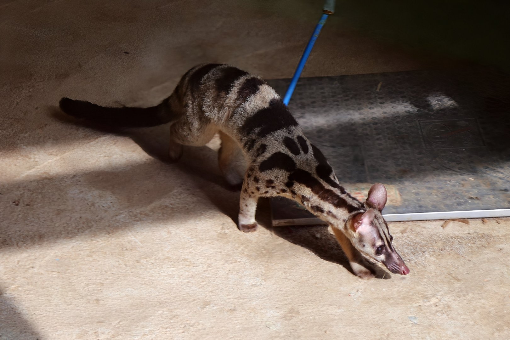 Owston's Civet (Chrotogale owstoni)