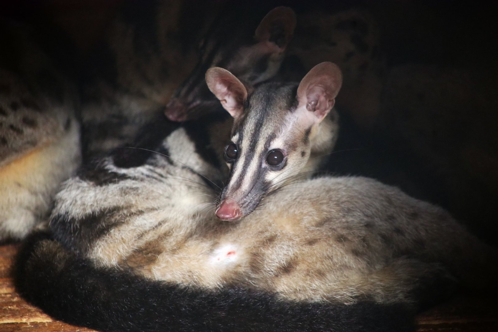 Owston's Civet (Chrotogale owstoni)