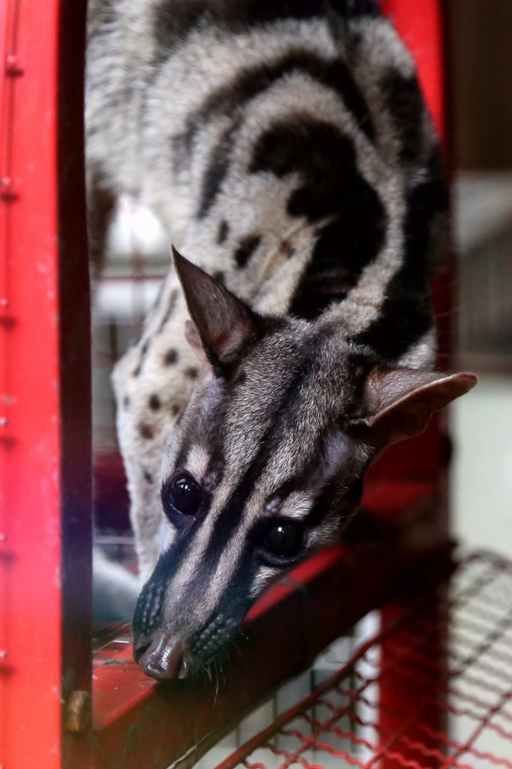 Owston's Civet (Chrotogale owstoni)
