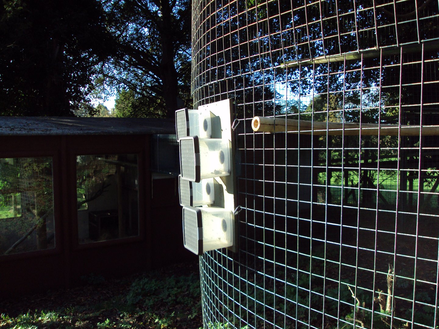 Owston's Civet  feeding enrichment 27/10/2019