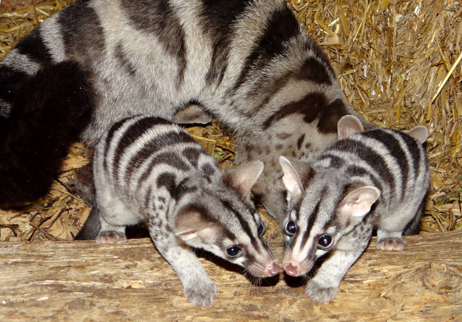 Owston's Civet