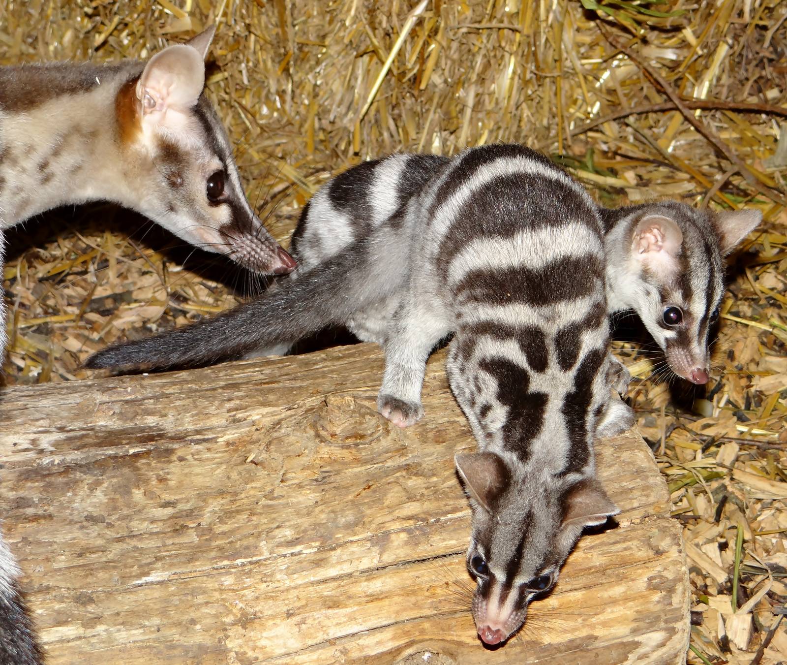 Owston's Civet