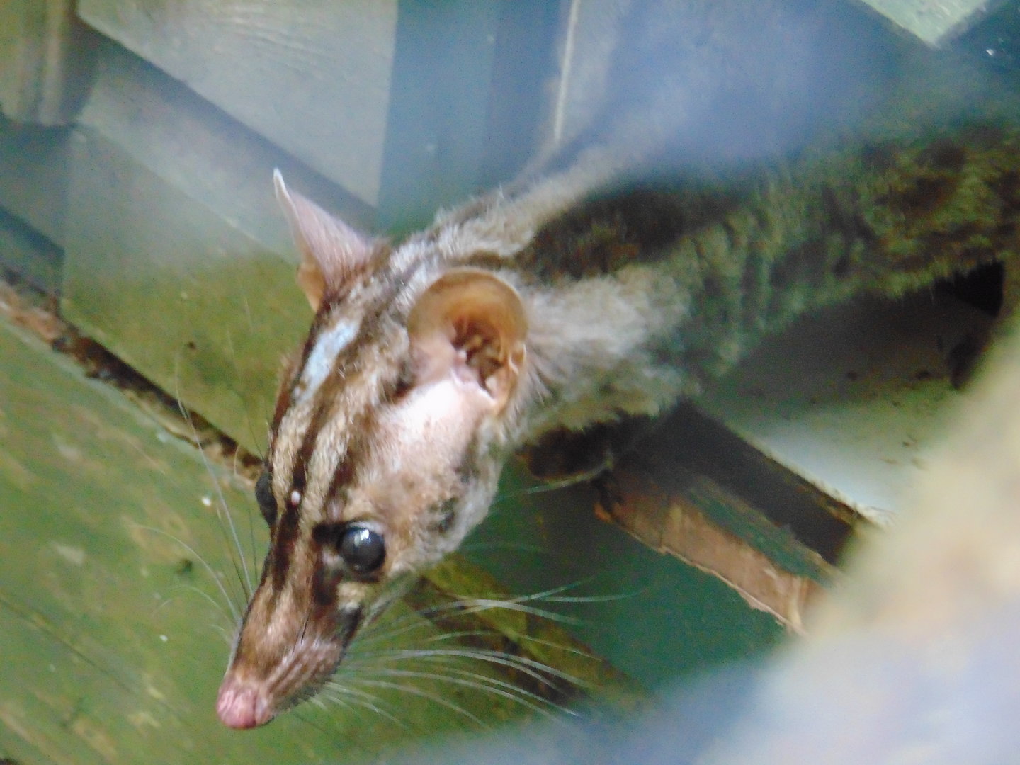 Owston's Civet