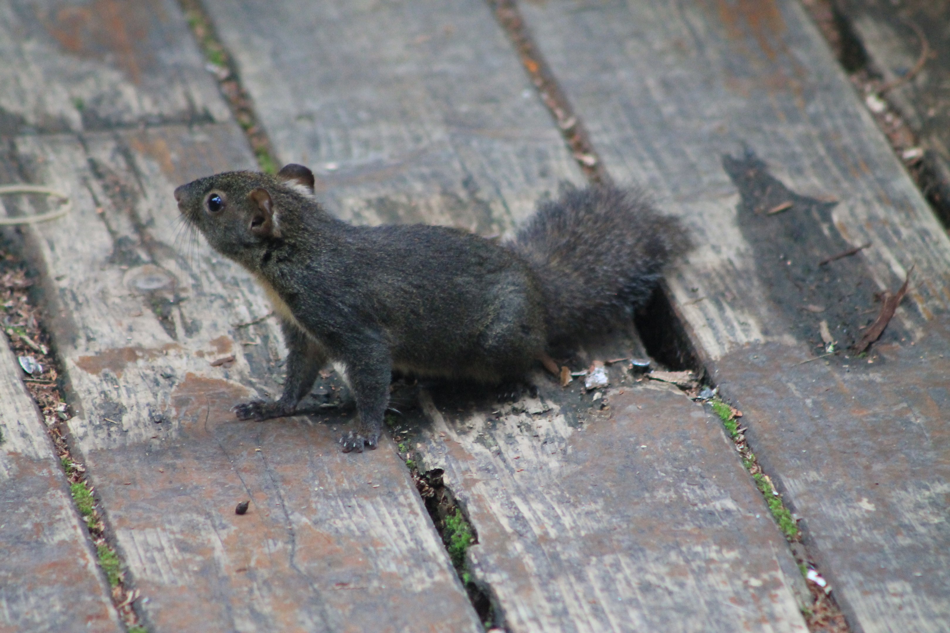 Owston's Long-nosed Squirrel (Dremomys pernyi owstoni)