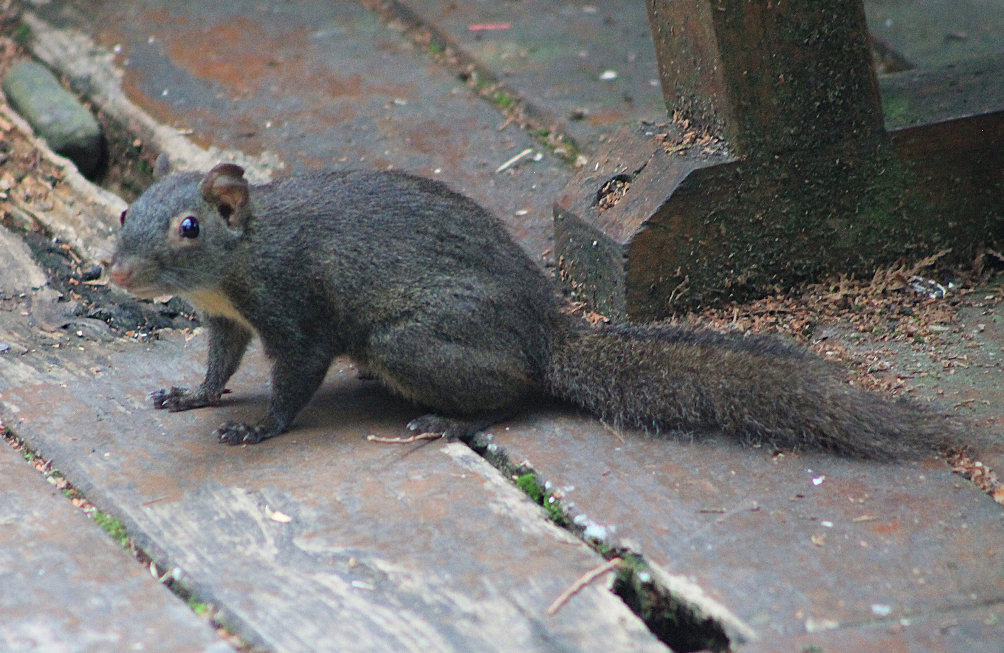 Owston's Long-nosed Squirrel (Dremomys pernyi owstoni)
