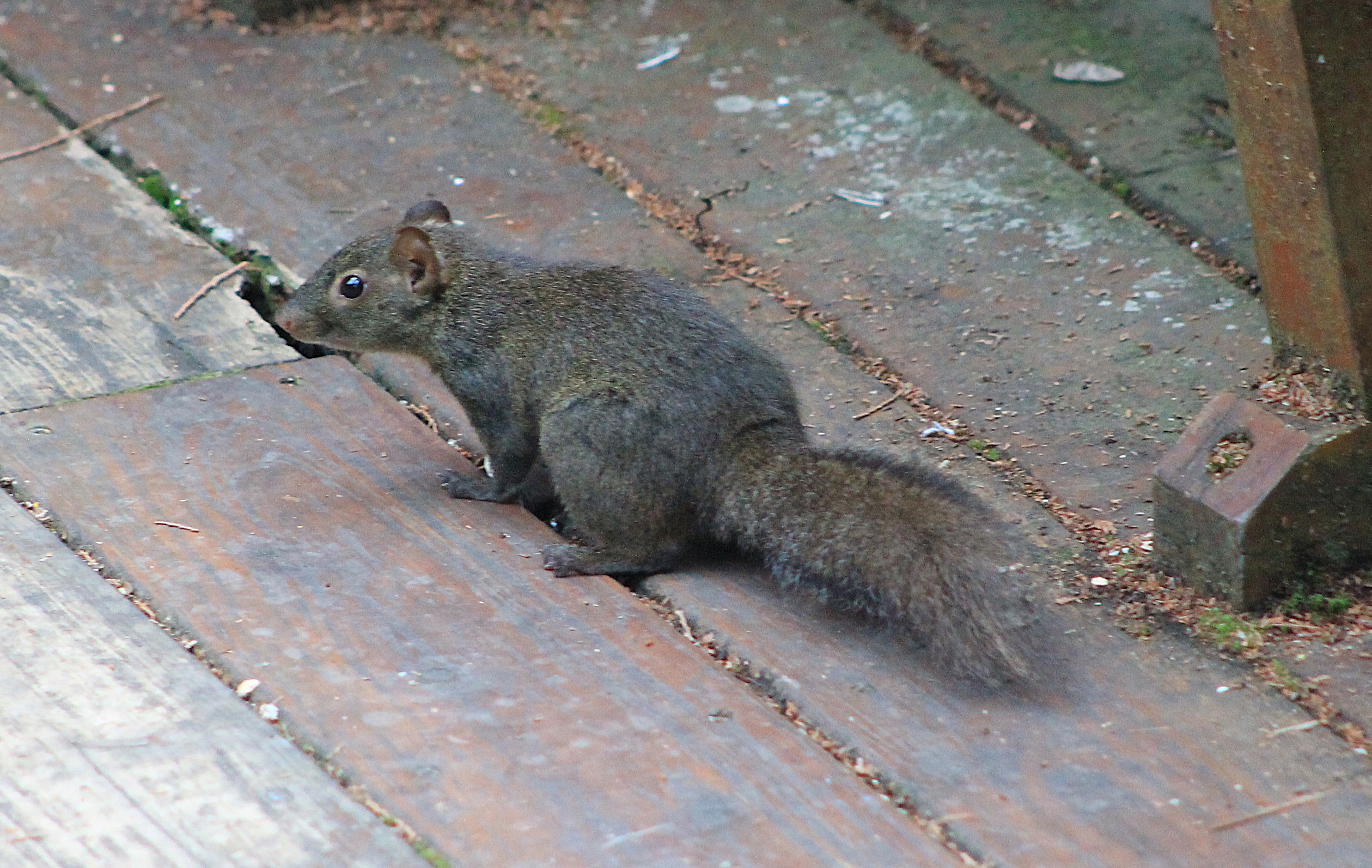 Owston's Long-nosed Squirrel (Dremomys pernyi owstoni)