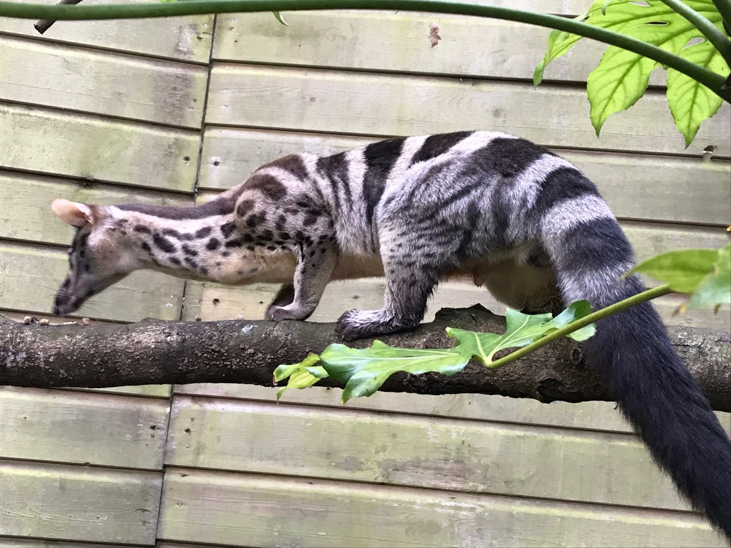 Owston’s palm civet 150918