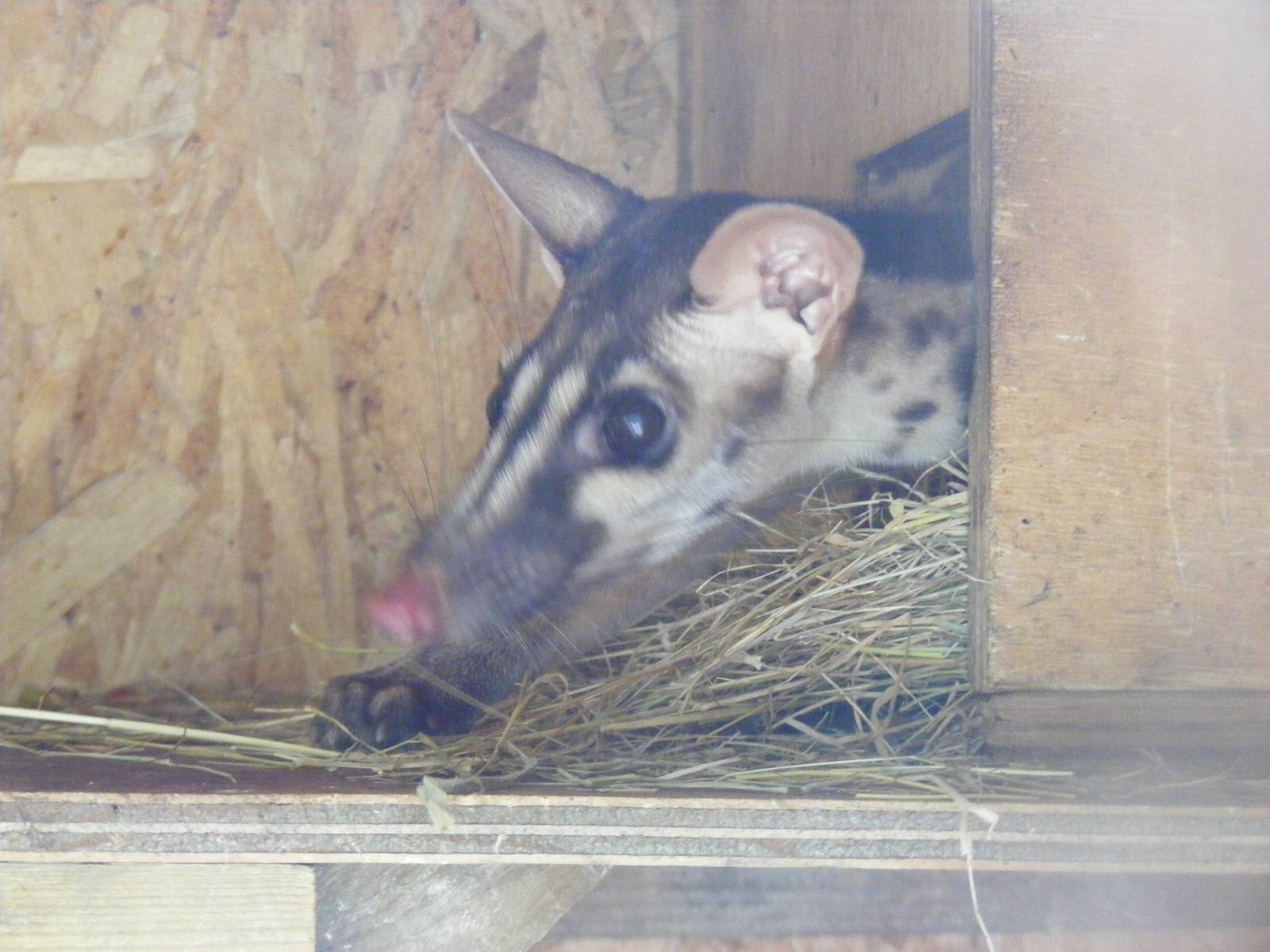 Owston's palm civet at RSCC, 15 August 2010