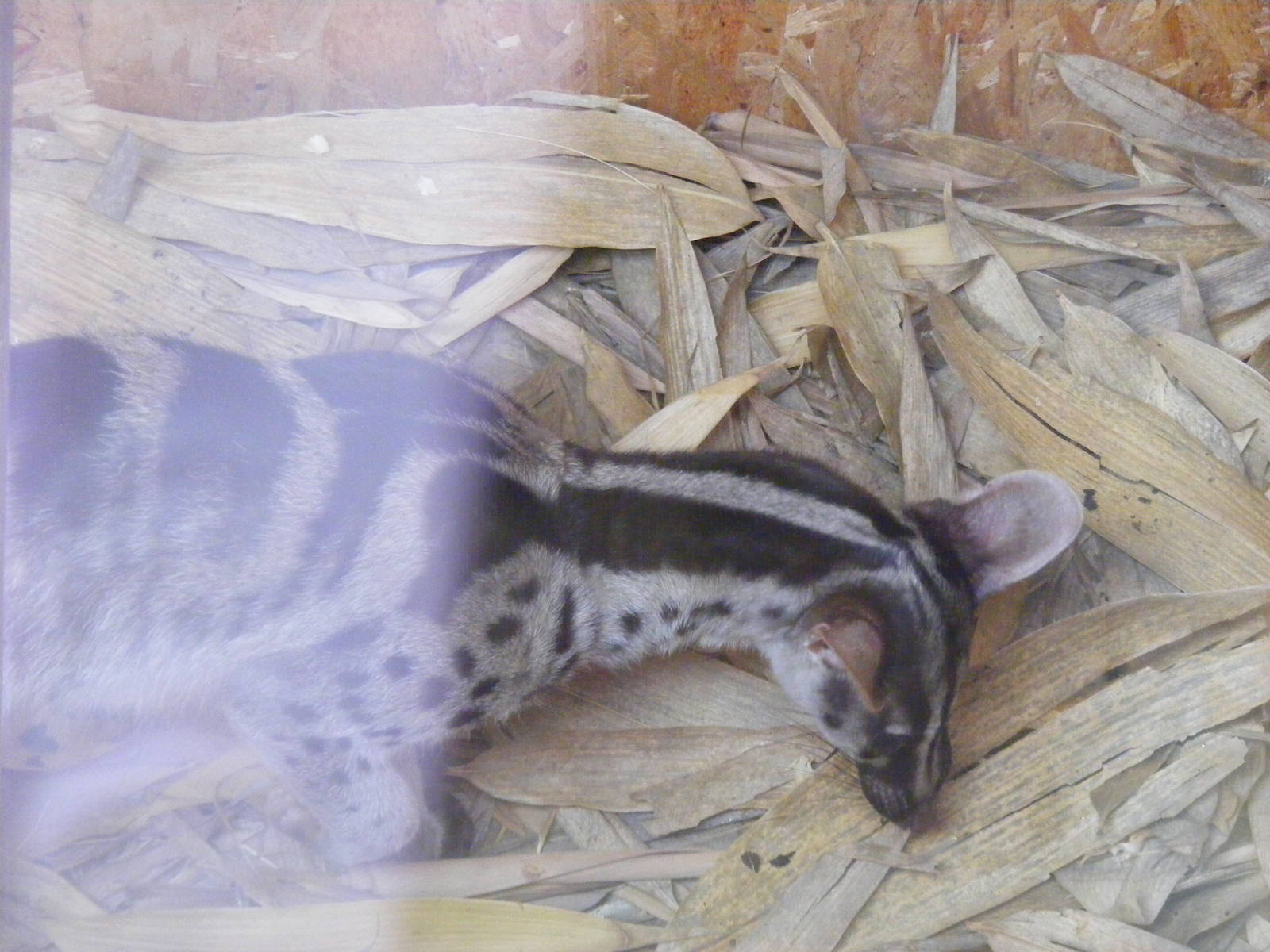 Owston's palm civet at RSCC, 15 August 2010