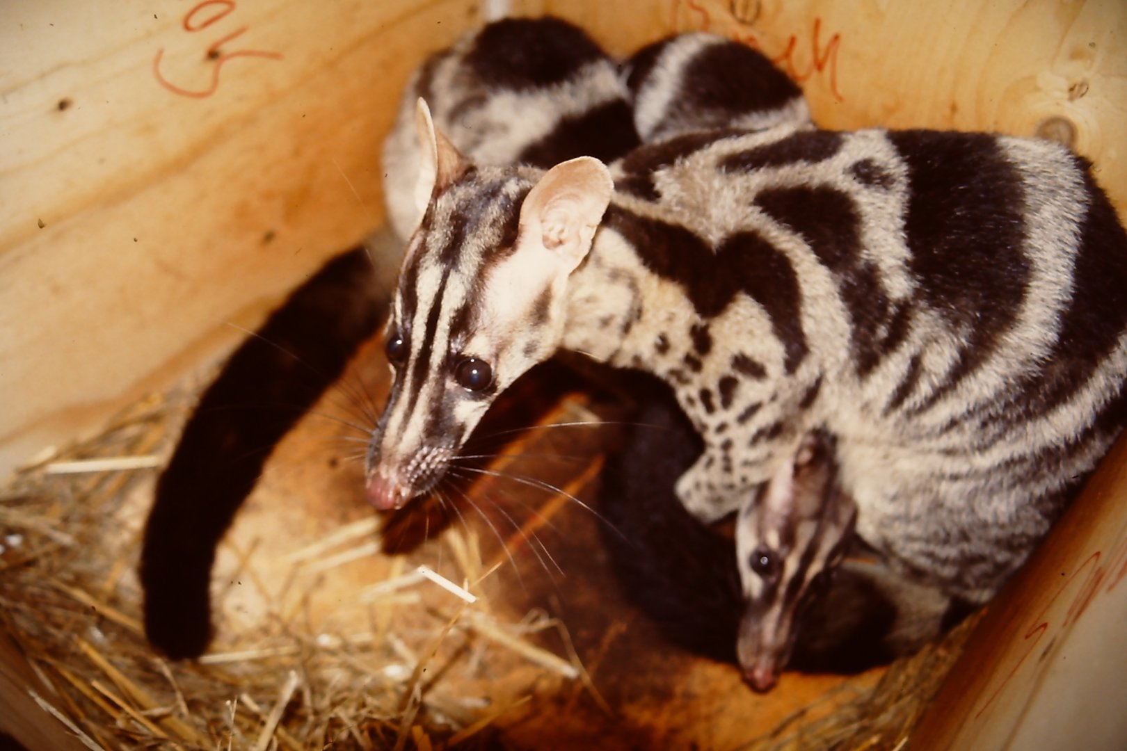 Owston's palm civet Chrotogale owstoni 23 July 2005