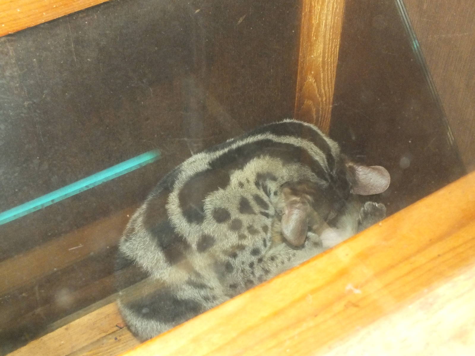 Owston's Palm Civet (Chrotogale owstoni) at Newquay Zoo - January 29th 2013
