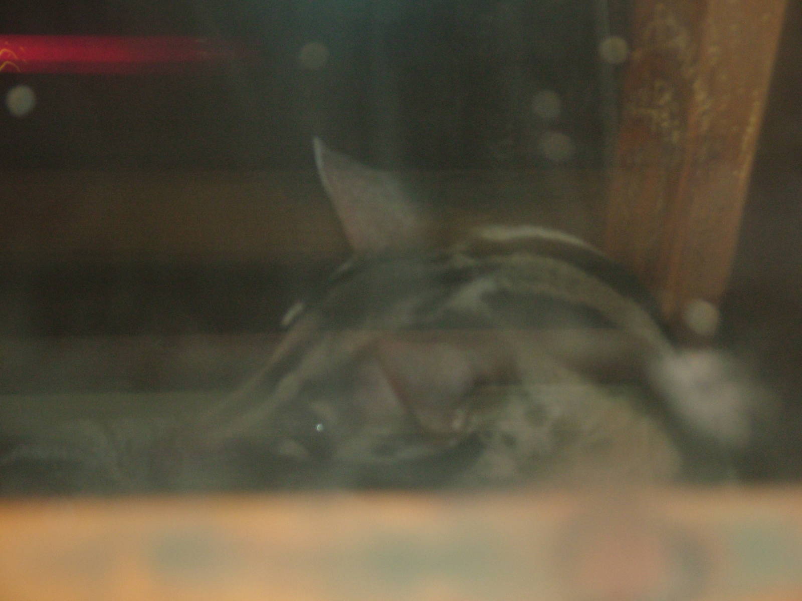 Owston's Palm Civet (Chrotogale owstoni) at Newquay Zoo