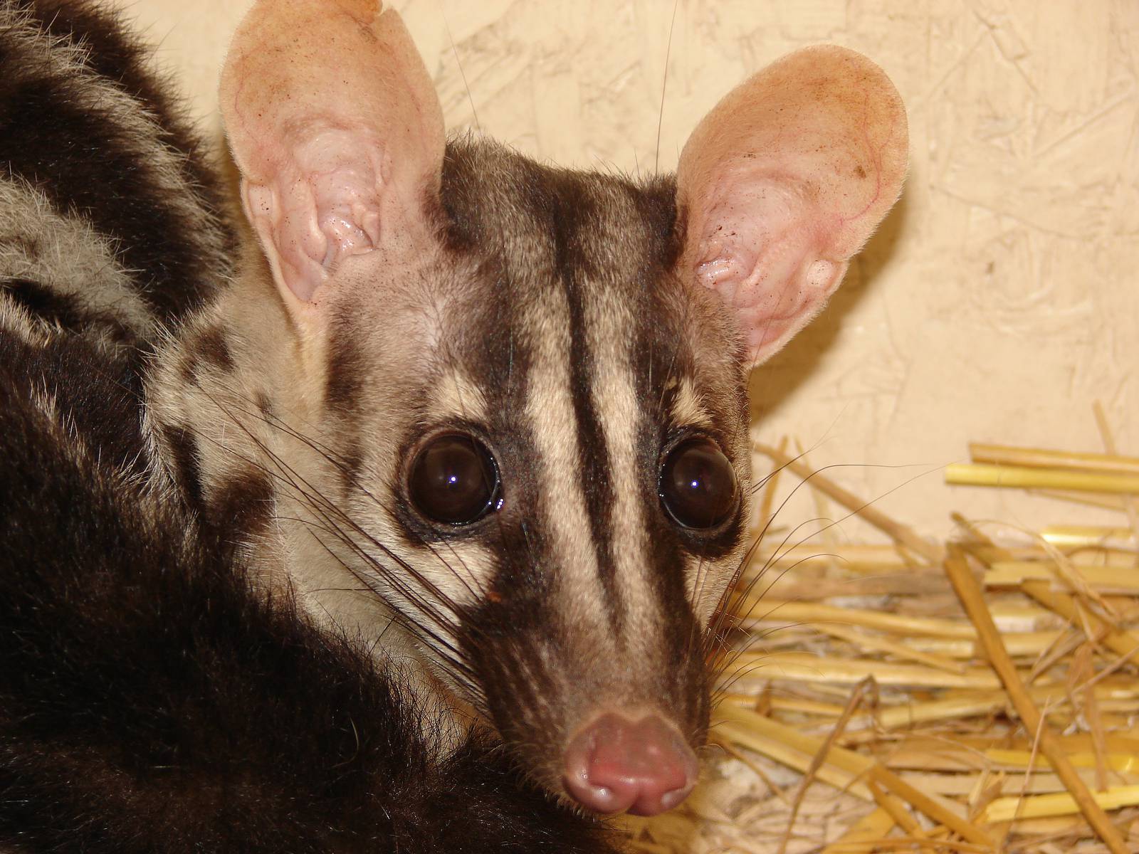 Owston's Palm Civet (Chrotogale owstoni)