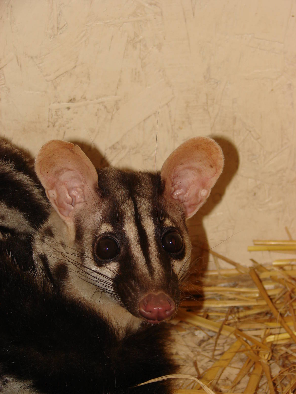 Owston's Palm Civet (Chrotogale owstoni)
