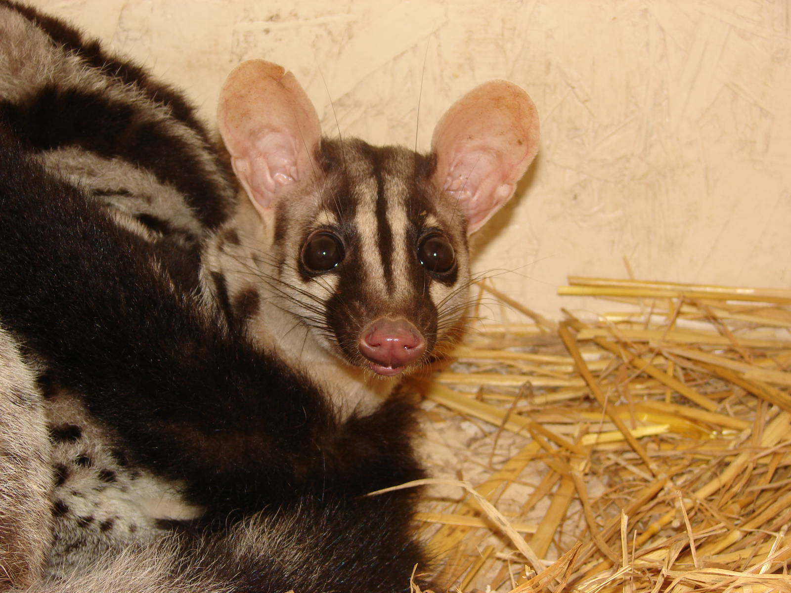 Owston's Palm Civet (Chrotogale owstoni)