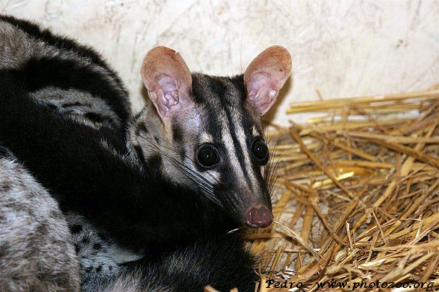 Owston's palm civet (Chrotogale owstoni)