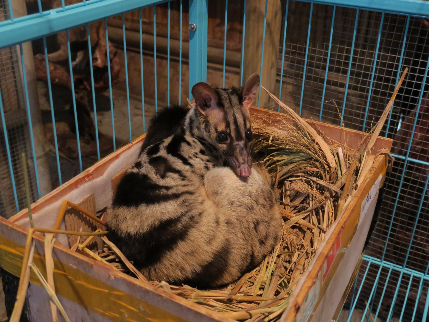 Owston's palm civet (Chrotogale owstoni)