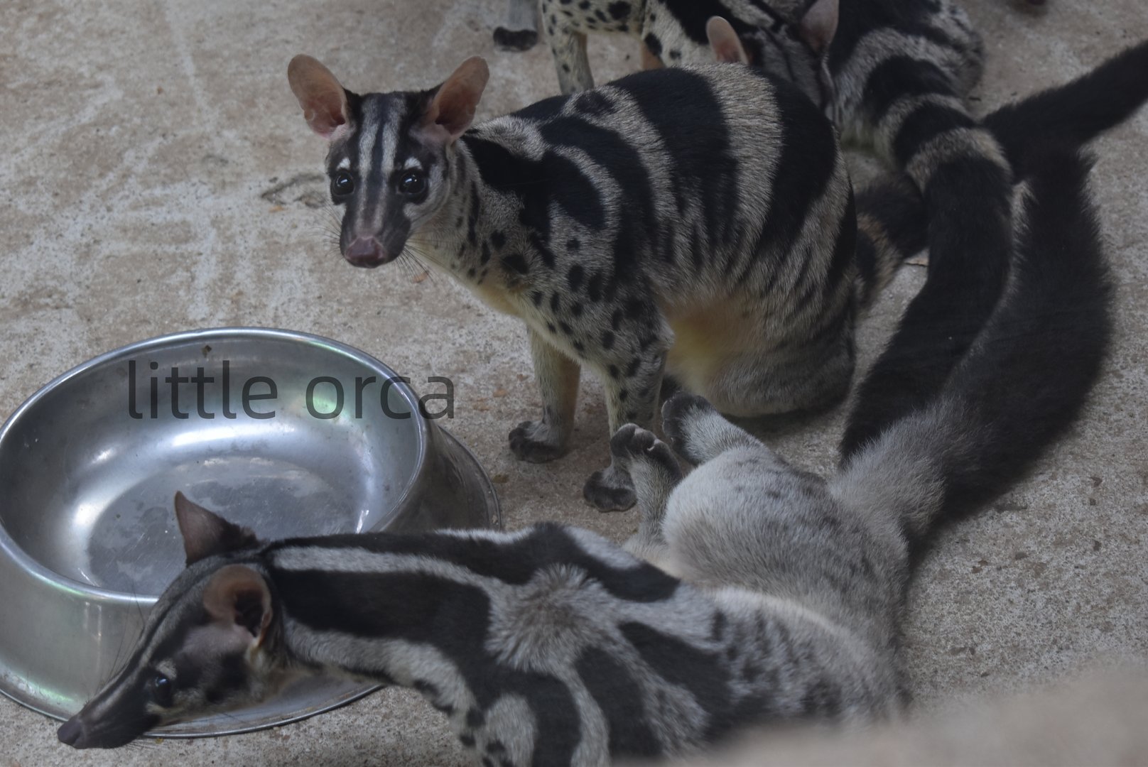 Owston's palm civet (Chrotogale owstoni)