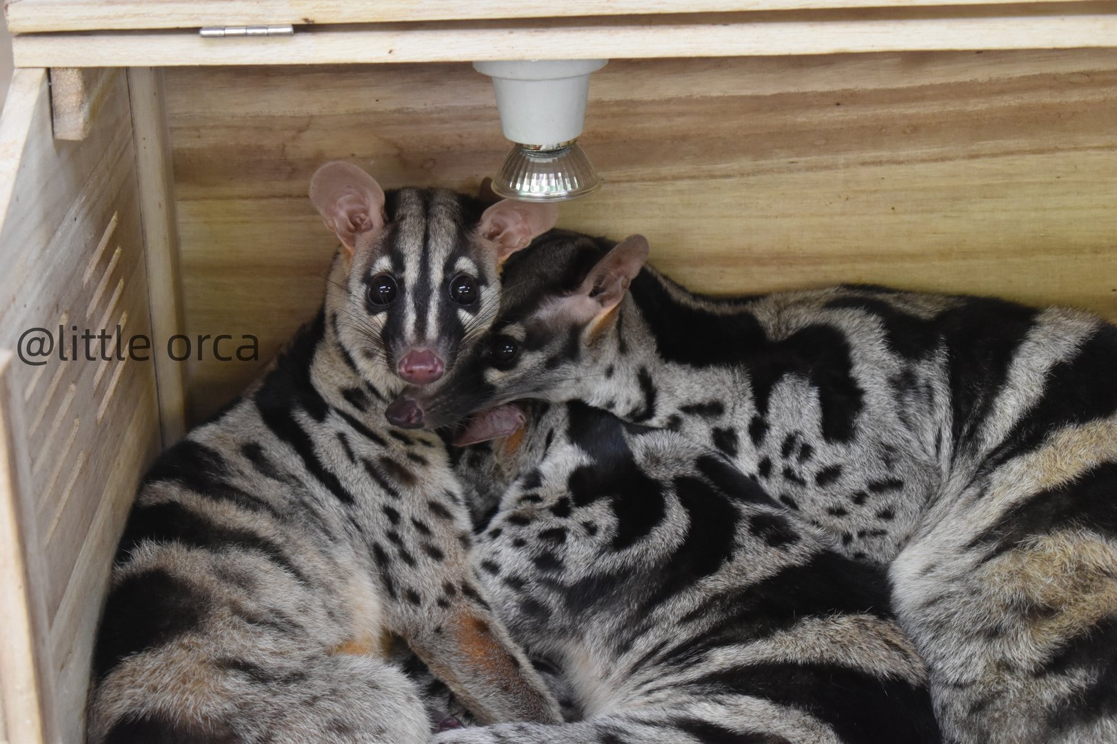 Owston's palm civet (Chrotogale owstoni)