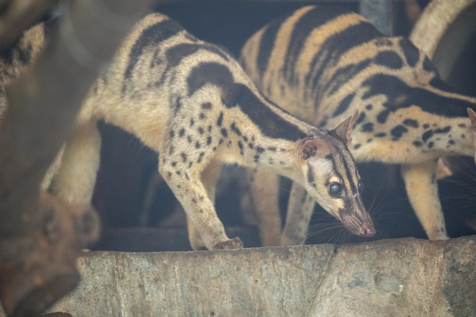 Owston's palm civet (Chrotogale owstoni)