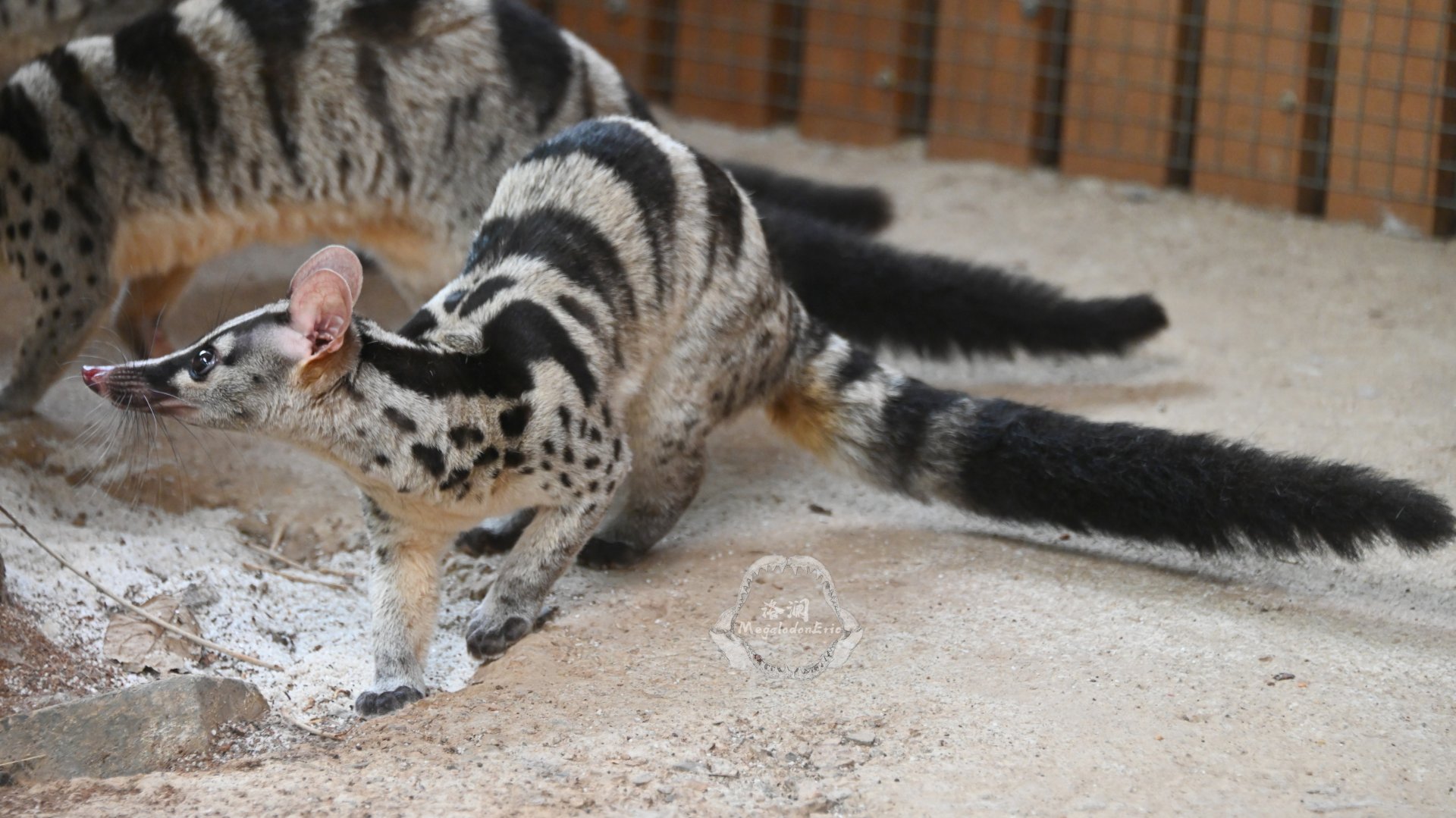 Owston's palm civet/Chrotogale owstoni