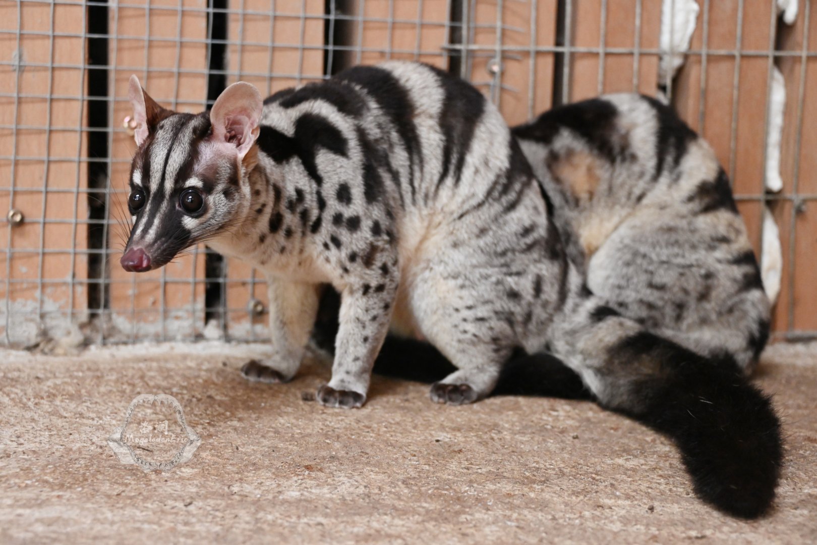 Owston's palm civet/Chrotogale owstoni