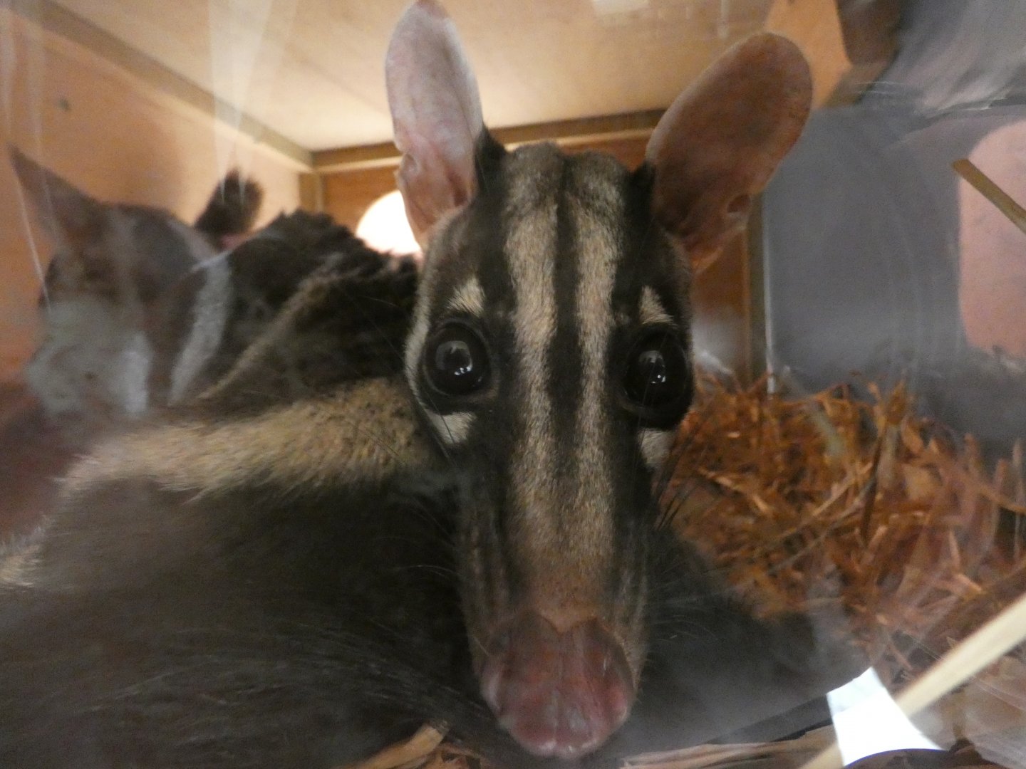 Owston's palm civet close-up