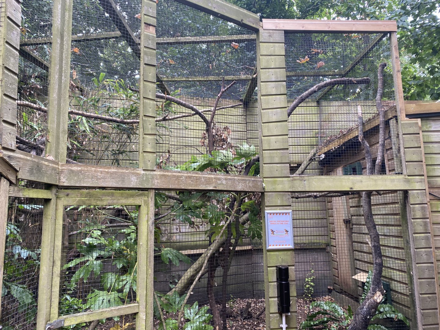 Owston's palm civet enclosure 050820