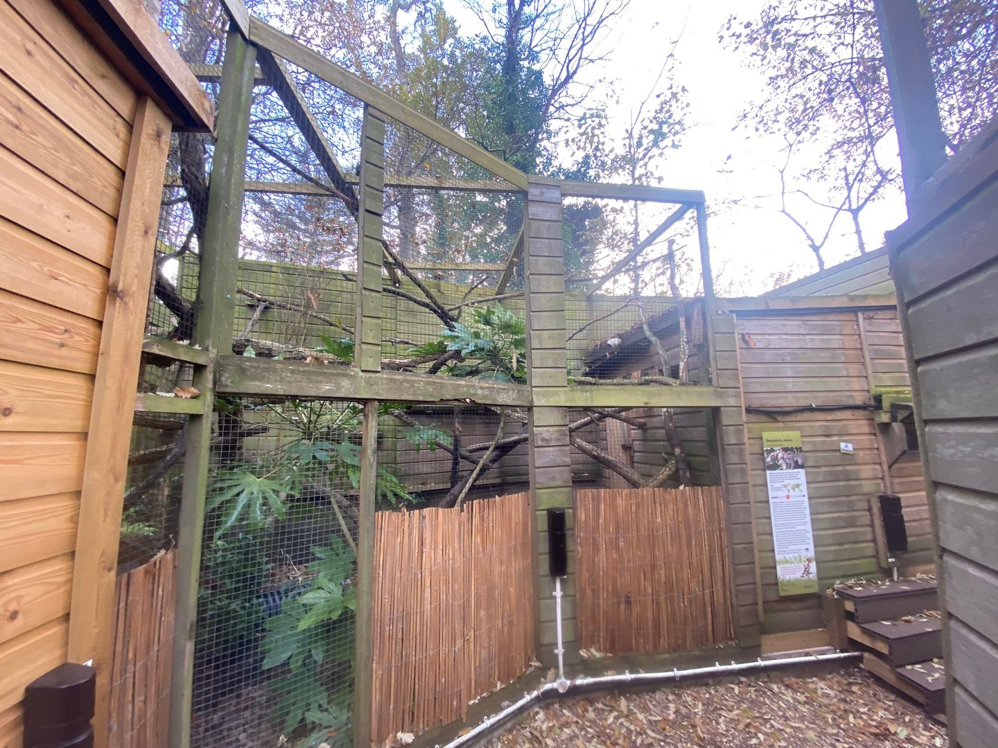 Owston’s palm civet enclosure 111222
