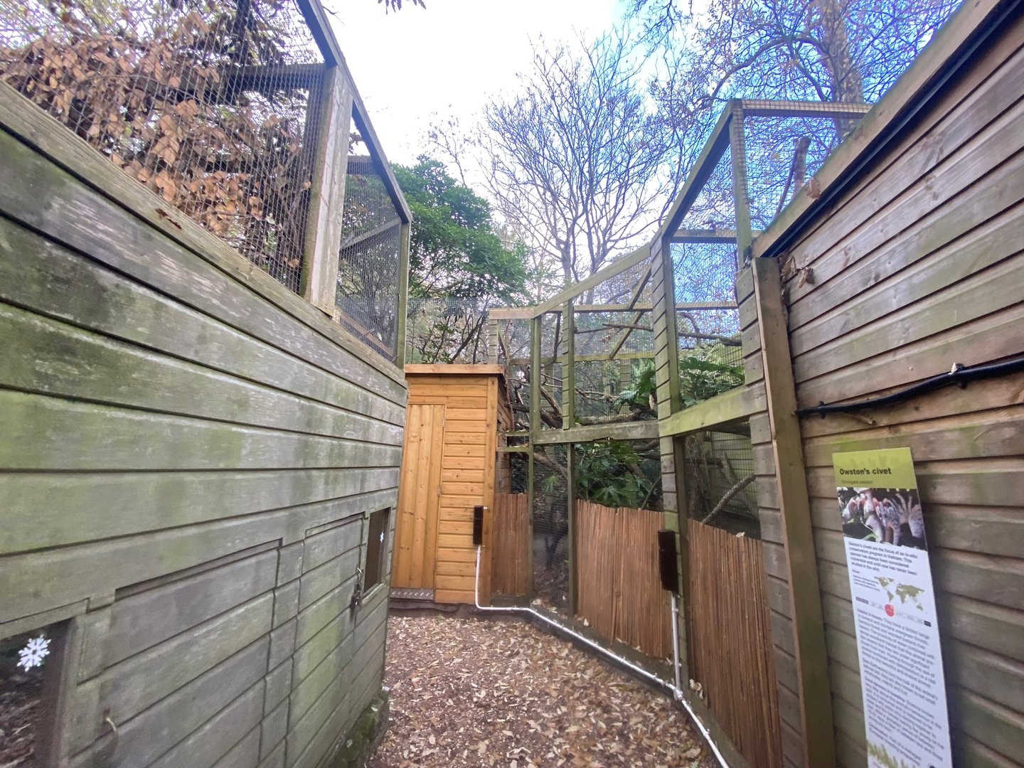 Owston’s palm civet enclosure 111222