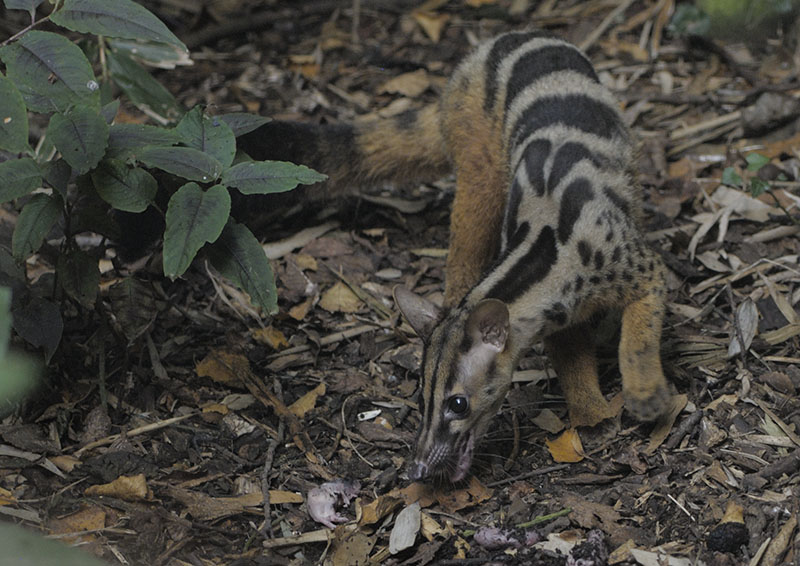 Owston's palm civet feeding (2)