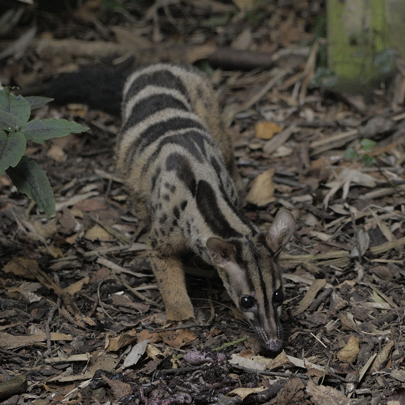 Owston's palm civet feeding (3)