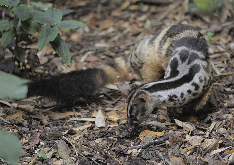Owston's palm civet feeding
