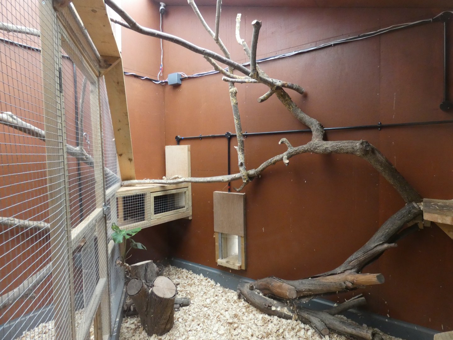 Owston's palm civet indoor enclosure