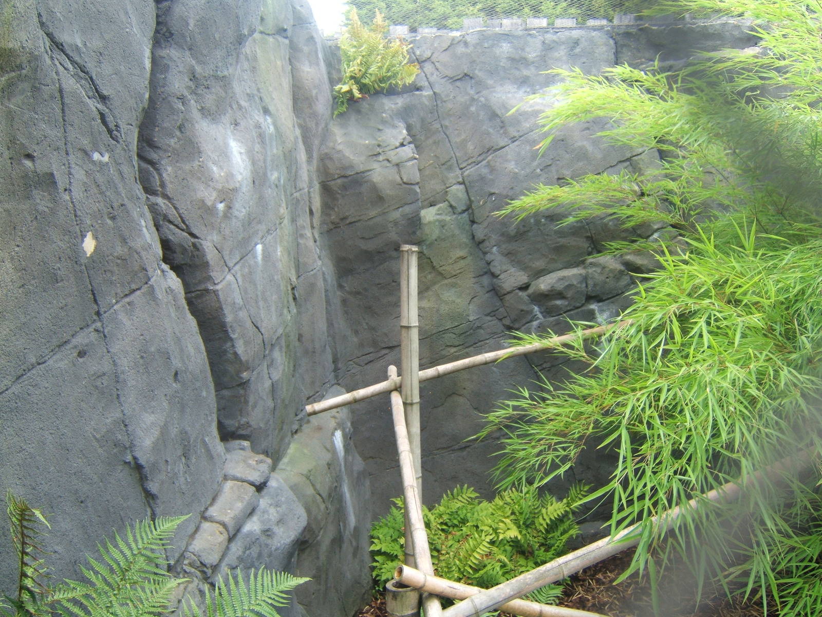 Owstons Palm Civet outdoor enclosure