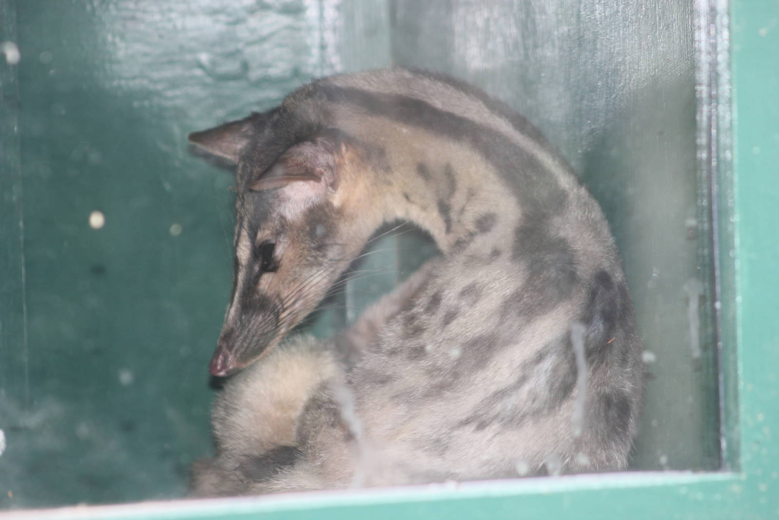 Owston's palm civet