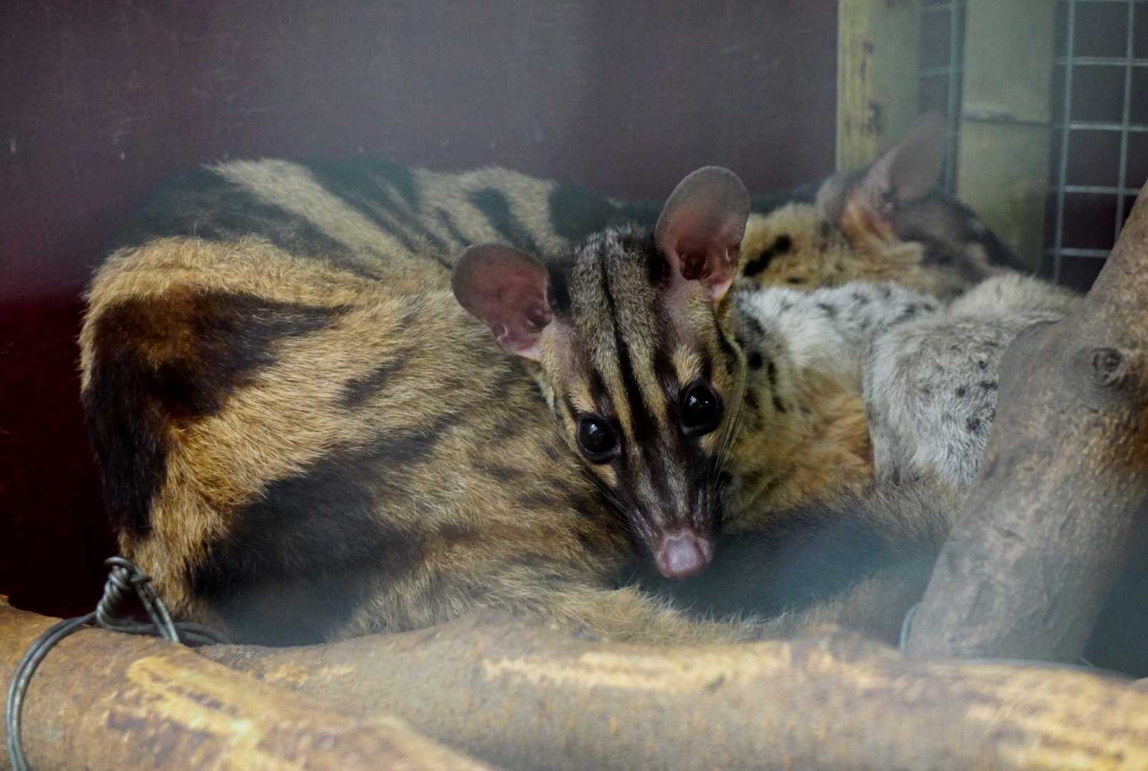 Owston's palm civet